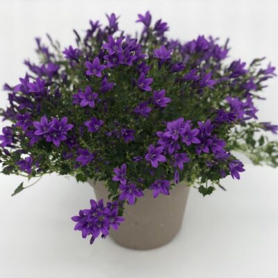 Campanula portenschlagiana - giovane pianta