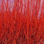 Cornus sanguinea