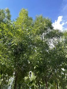 Fraxinus angustifolia 'Raywood' - Foglie