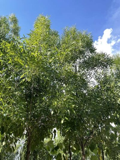 Fraxinus angustifolia 'Raywood' - Foglie