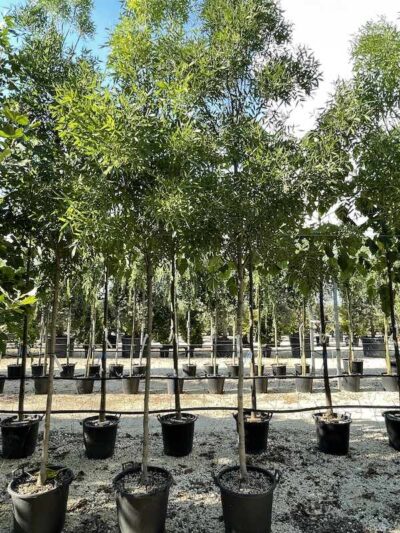 Fraxinus angustifolia 'Raywood' - Vivai Frappetta