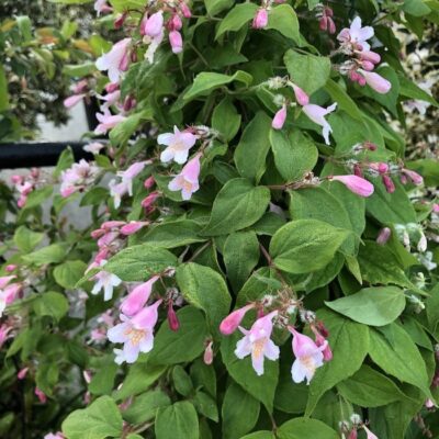 Kolkwitzia amabilis - fiori