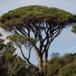 Pinus pinea