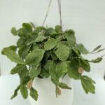 Rhipsalis pachyptera