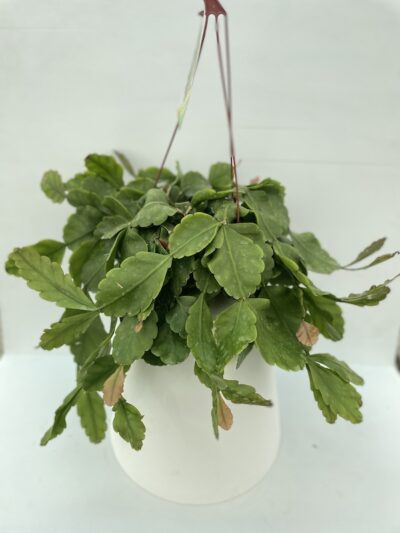 Rhipsalis pachyptera