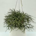 Rhipsalis pliocarpa