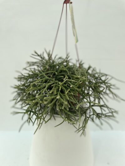 Rhipsalis pliocarpa
