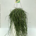 Rhipsalis puniceodiscus