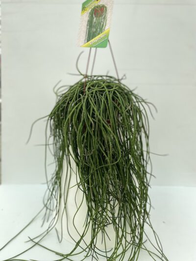 Rhipsalis puniceodiscus