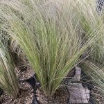 Stipa tenuissima