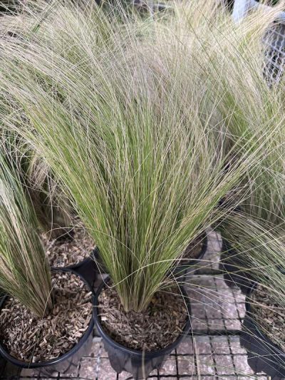 Stipa tenuissima