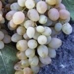 Uva Francese Bianca
