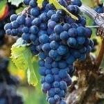 Uva Francese Nera