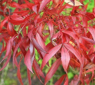 Fraxinus angustifolia 'Raywood' in autunno