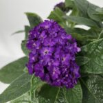 Heliotropium arborescens FIOR DI VANIGLIA - fiore