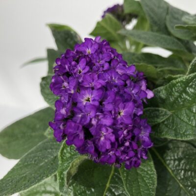 Heliotropium arborescens FIOR DI VANIGLIA - fiore