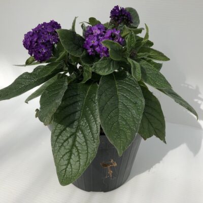 Heliotropium arborescens FIOR DI VANIGLIA - giovane pianta