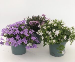 piante di Campanula portenschlagiana