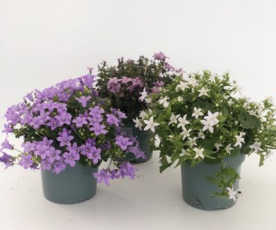 piante di Campanula portenschlagiana