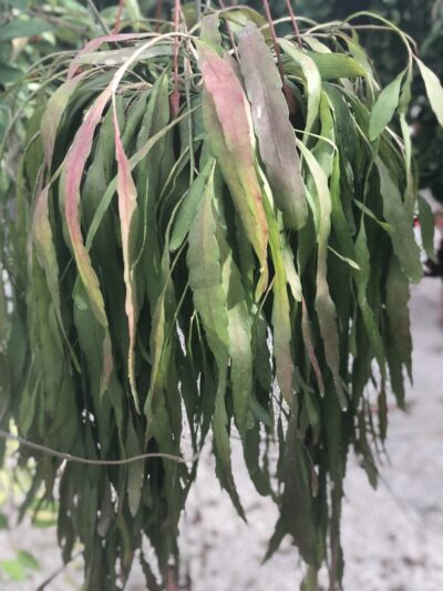 Pseudorhipsalis ramulosa 'Red Coral'
