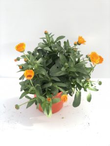 Calendula Cheer Orange- v14