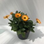 Calendula maritima 'Caleo Orange'