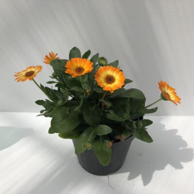 Calendula maritima 'Caleo Orange'