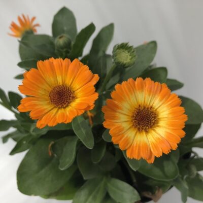 Calendula maritima 'Caleo Orange' - fiore