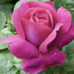 Rosa Caprice de Meilland® Meisionver