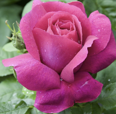 Rosa Caprice de Meilland® Meisionver