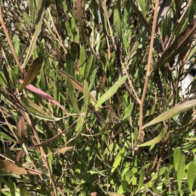 Dodonaea viscosa 'Purpurea' particolare delle foglie