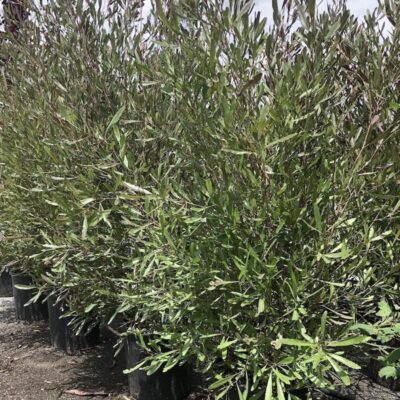 Dodonaea viscosa 'Purpurea' v18l-1