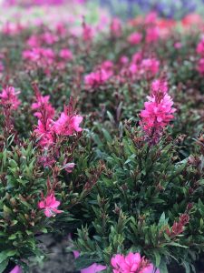 Gaura lindheimeri 'Butterfly® Rose' - fiori