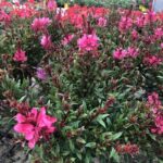 Gaura lindheimeri 'Butterfly® Rose' - in coltivazione