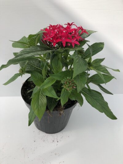 Pentas lanceolata 'BeeBright Lipstick' v14