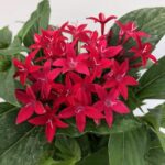 Pentas lanceolata 'BeeBright Lipstick'