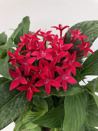 Pentas lanceolata 'BeeBright Lipstick'