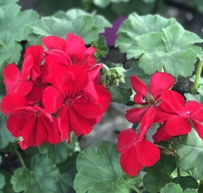 Pelargonium interspecific GERANIO INTERSPECIFICO