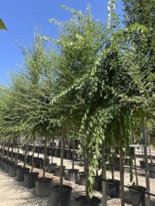 Ulmus minor OLMO CAMPESTRE