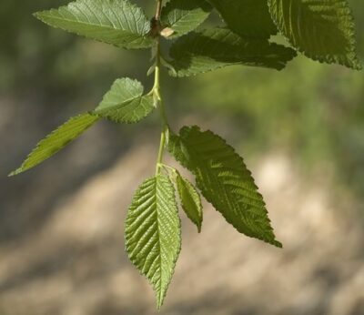 Ulmus minor OLMO CAMPESTRE