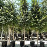 Ulmus minor OLMO CAMPESTRE - Vivai Frappetta