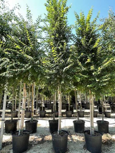 Ulmus minor OLMO CAMPESTRE - Vivai Frappetta