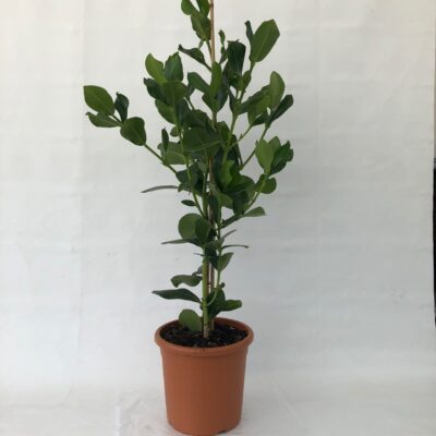 Clusia major (=Clusia rosea)