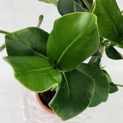 Clusia major (=Clusia rosea) - giovani foglie