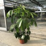 Schefflera actinophylla