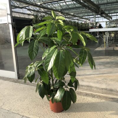 Schefflera actinophylla