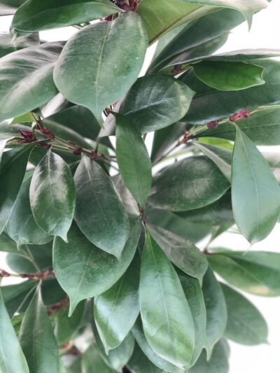 Ficus cyathistipula - immagine 2