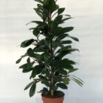 Ficus cyathistipula - giovane esemplare