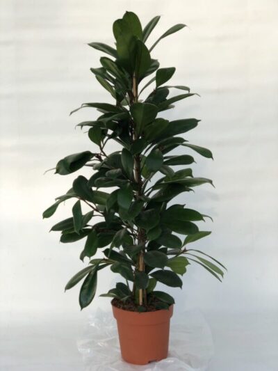 Ficus cyathistipula - giovane esemplare