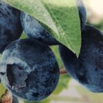 Vaccinium corymbosum 'Bluecrop'
